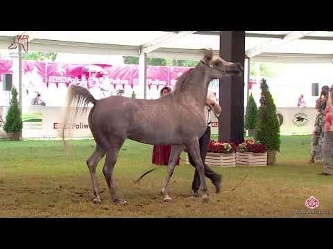 N59 PAWITA - 2020 PRIDE OF POLAND - 42nd Arabian Horse National Show - 3 Years Old Fillies (Clas...