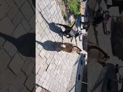 Dayra and BG fighting for the toy