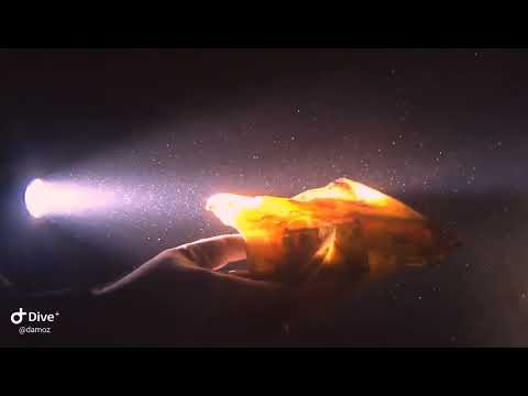 Exploring the Zenobia shipwreck inside and out - 5 days diving in 5 minutes