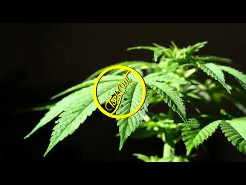 Bandulu Dub Feat. Sammy Gold - Ganja Farmer (Dub Terminator Steppa Mix)