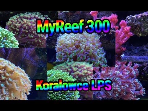 (129) MyReef 300 / Koralowce LPS - Akwarium morskie - Reef aquarium