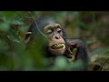 Chimpanzee On DVD Trailer