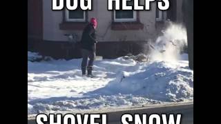 Dog having fun with the snow