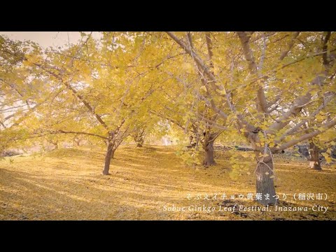 そぶえイチョウ黄葉まつり Sobue Ginkgo Leaf Festival