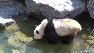 preview picture of video 'Xing Hui le panda de Pairi Daiza s'amuse'