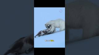 A Stunning Chase: The Polar Bear Hunts the Reindeer!