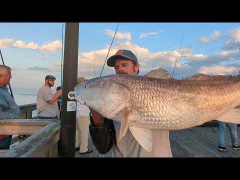 Big Bull Red Drums..One After Another.. Avon Pier Cape Hatteras.....!!!