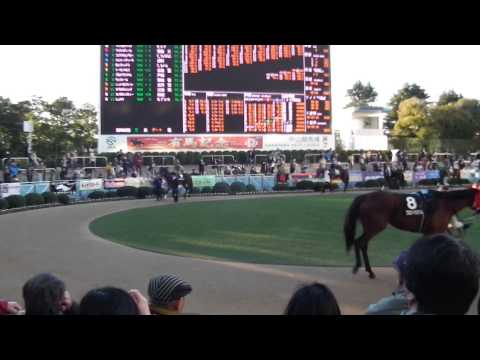 2013y 有馬記念 G1 （Arima Kinen Horse Racing）