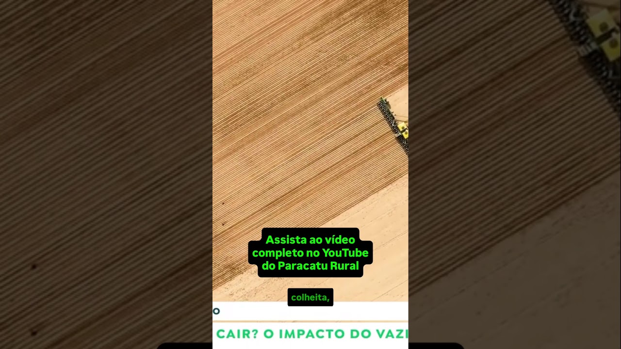 Feijão começa a reagir; Trigo e arroz seguem em alta.
