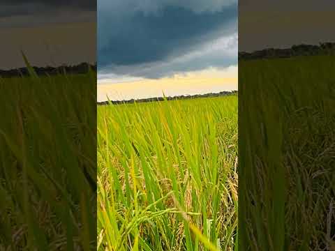 lavoura de arroz Duere Tocantins