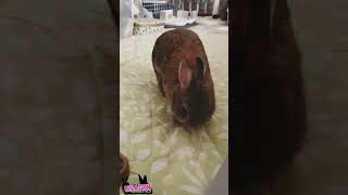 ウサギさんの朝は忙しい🐇