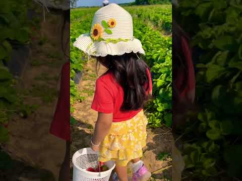Raizel picking strawberries 🍓 June3rd, 2023