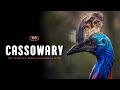 Cassowary The World S Most Dangerous Bird Hindi Infinity Stream