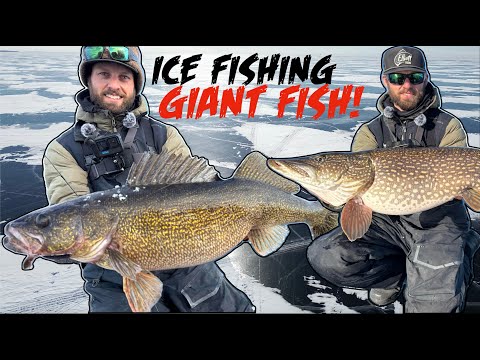 Ice Fishing GIANT Walleyes and Pike on HUGE LAKE!