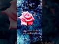 Veerapandi Kottayile Thirudha Thirudha WhatsApp Status Whatsappstatus