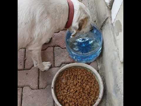 #1KAPSU1KAPMAMAHAYATKURTARIR💙🐶🐕🐾.