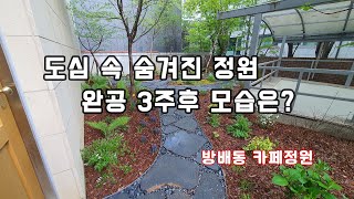 3주만에 점점 풍성해지는 정원~     /조경/