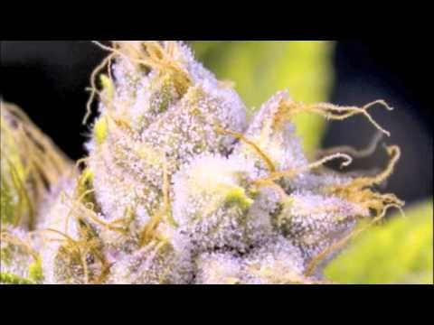 BARE - KUSH LOVERS FEAT. CALY