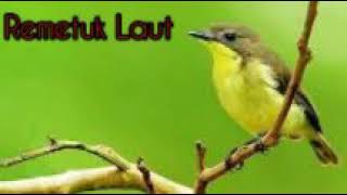 Download lagu Terbaru!!!!Audio Terapi Air Burung Remetuk Laut/RL/Pleci Muara/Siur/Sir-Sir Balongan/Sier/Biola. mp3