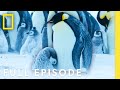 Emperor Penguin Societies Full Episode Secrets Of The Penguins National Geographic