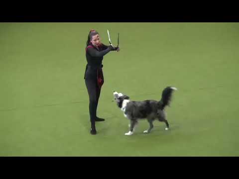 FCI Dog Dancing World Championship 2024 Budapest  - Doreen und Lucky Luke