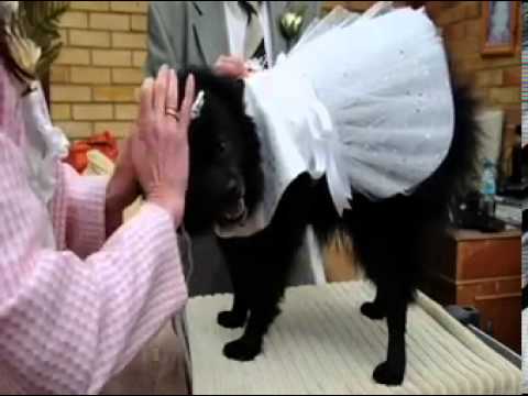 Besotted dogs wed in lavish £500 ceremony