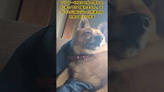 ストレス　ストレス　飛んでゆけ〜 #犬とふたり暮らし #移住生活 #帰省