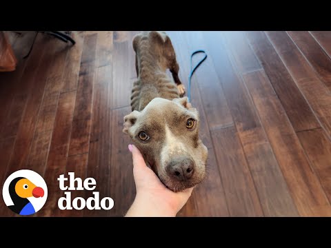 Skinny Pittie Almost Thrown Off A Bridge Overcomes Her Fears | The Dodo