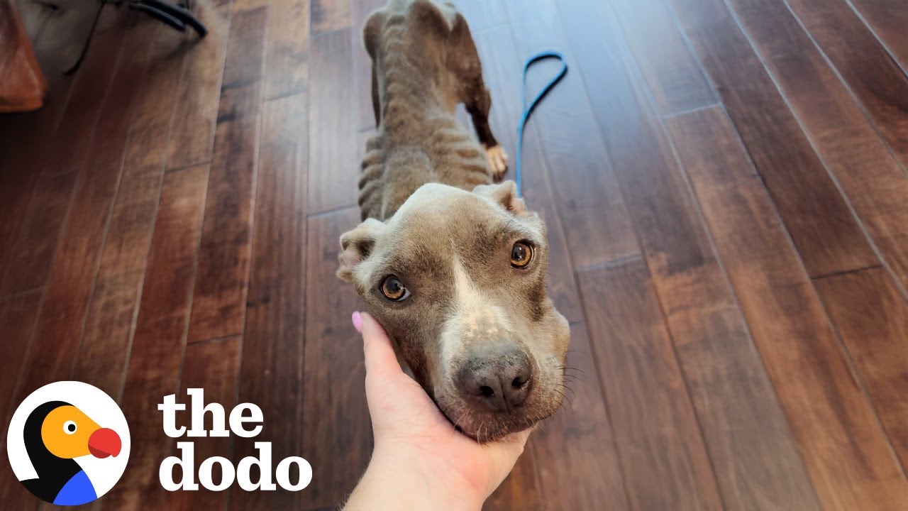 Enlarge Star, a Adoptable mixed breed in Durham, NC video 6/6