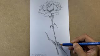 How to draw a Carnation flower step by step | Pencil Sketch