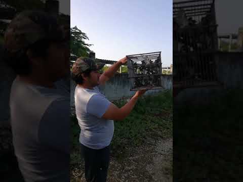 Liberación de sporophilia tarqueola ( dominico )