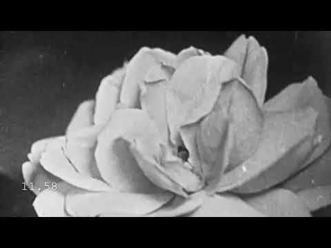 traitimmocoi - oceanxolit (Audio)