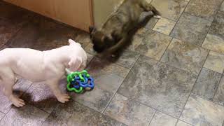 Video preview image #1 Boxer Puppy For Sale in ORLEANS, MI, USA