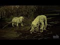 The Dawn of Mammals: Recovery After the Dinosaur Extinction