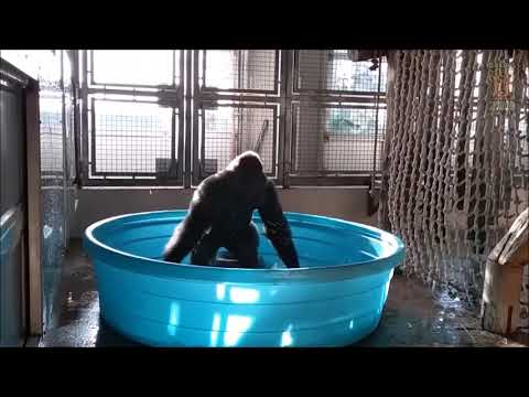 Jahn Solo - Goin' Loco (Club Mix)