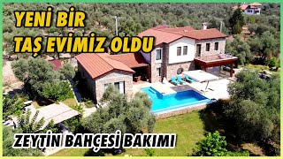 Yeni Bir Taş Evimiz Oldu | Zeytin Bahçesi Bakımı | Peyzaj İşleri