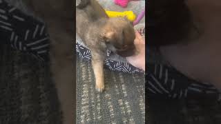 Chug Puppies Videos