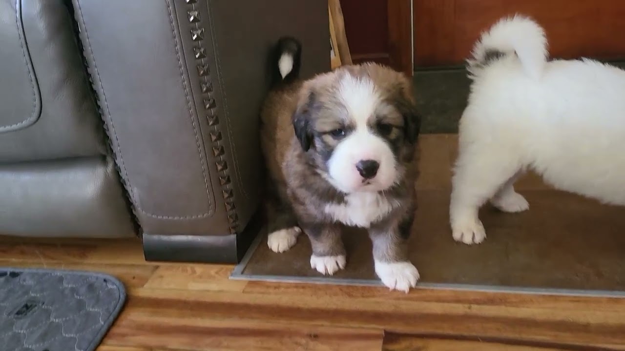 Puppies at 4 Weeks thumbnail