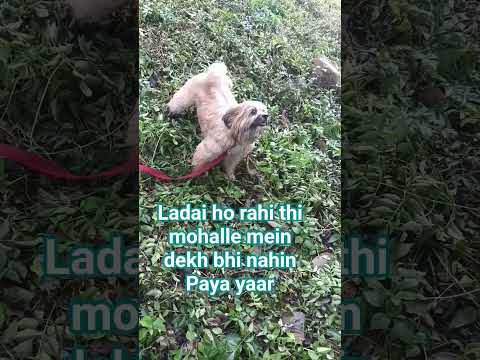 #pets #funny #petlover #dogs #cartoondog