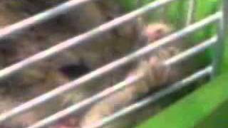 MOV00020.3gp