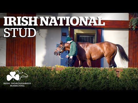 ITM Irish Stallion Showcase 2021 - Irish National Stud