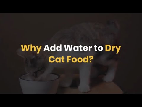 Why Add Water to Dry Cat Food?