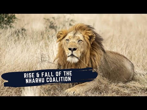 THE RISE AND FALL OF THE NHARHU MALE LIONS - THE NHARHU COALITION OF TIMBAVATI