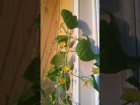 , title : 'ОГУРЦЫ НА БАЛКОНЕ. ОГУРЦЫ "ДОМОВОЙ" CUCUMBERS ON THE BALCONY. CUCUMBERS "BROWNIE"#shorts'