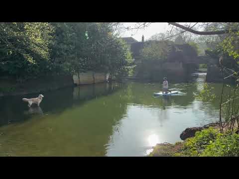 Golden Retriever Meets A Wild Paddle Board - Reggie The Retriever