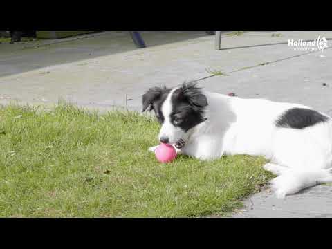 Dog Comets Stardust S