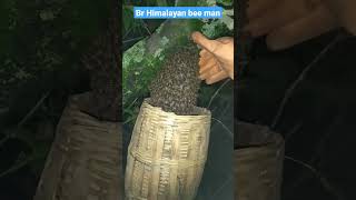 Honey bees catch in 5scd 😱🔥 #shorts #bees #honeybees #himalayanbeeman #shortfeed #viral