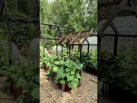 Rapport från odlingarna 2/8 2020