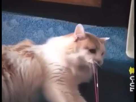 Funny videos - Cat