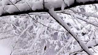 preview picture of video 'Valentine's Day 2014 Snowfall in Lancaster, Pennsylvania'